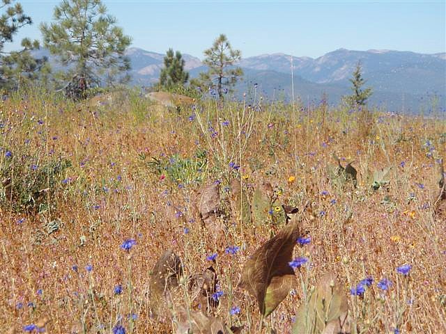 Wildflower-Revegetation-1-Year-After-Seeding